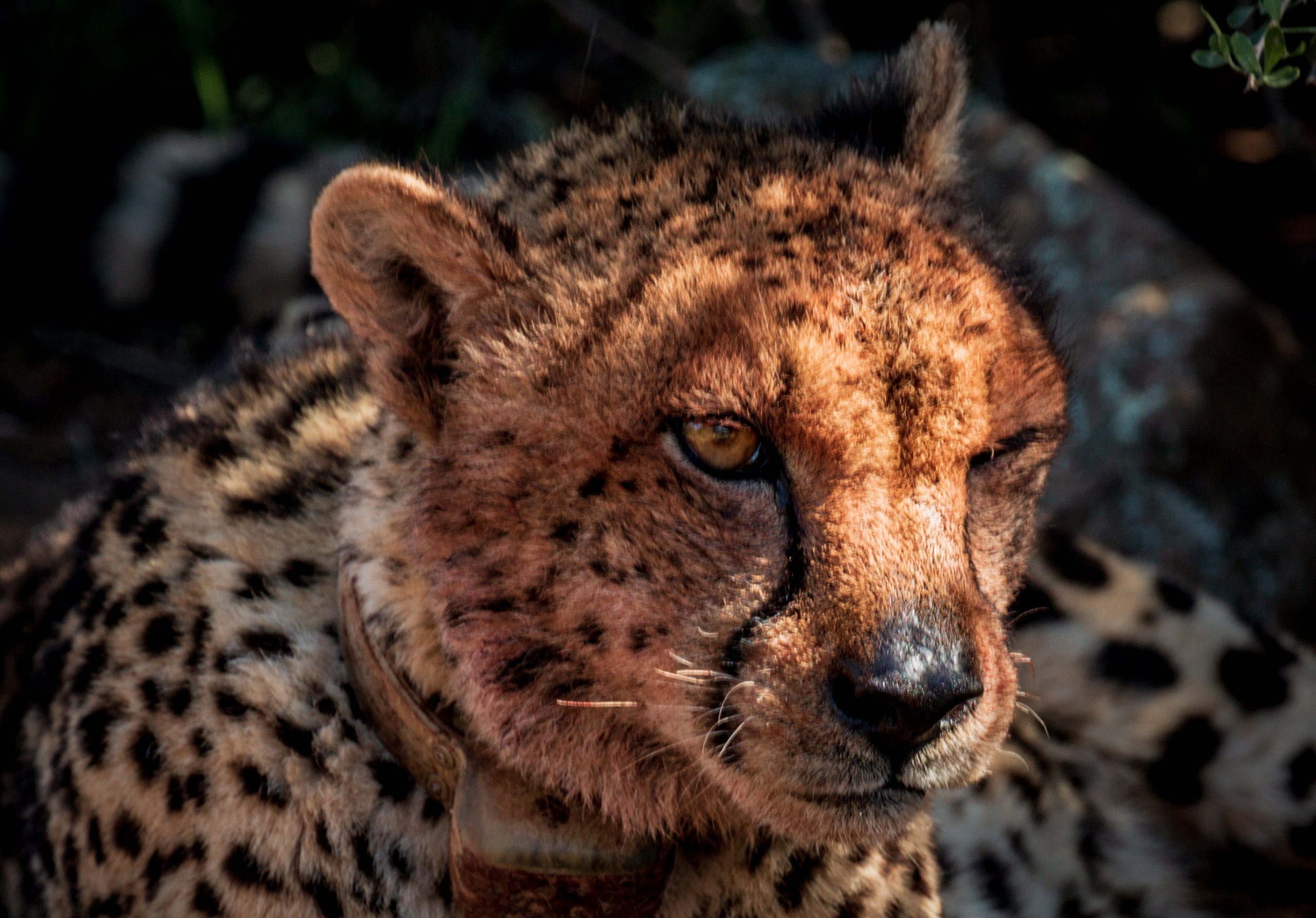 Thandeka the Cheetah Mount Camdeboo