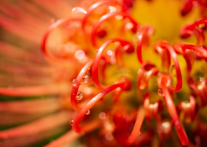 Orange King Protea Flower from South Africa