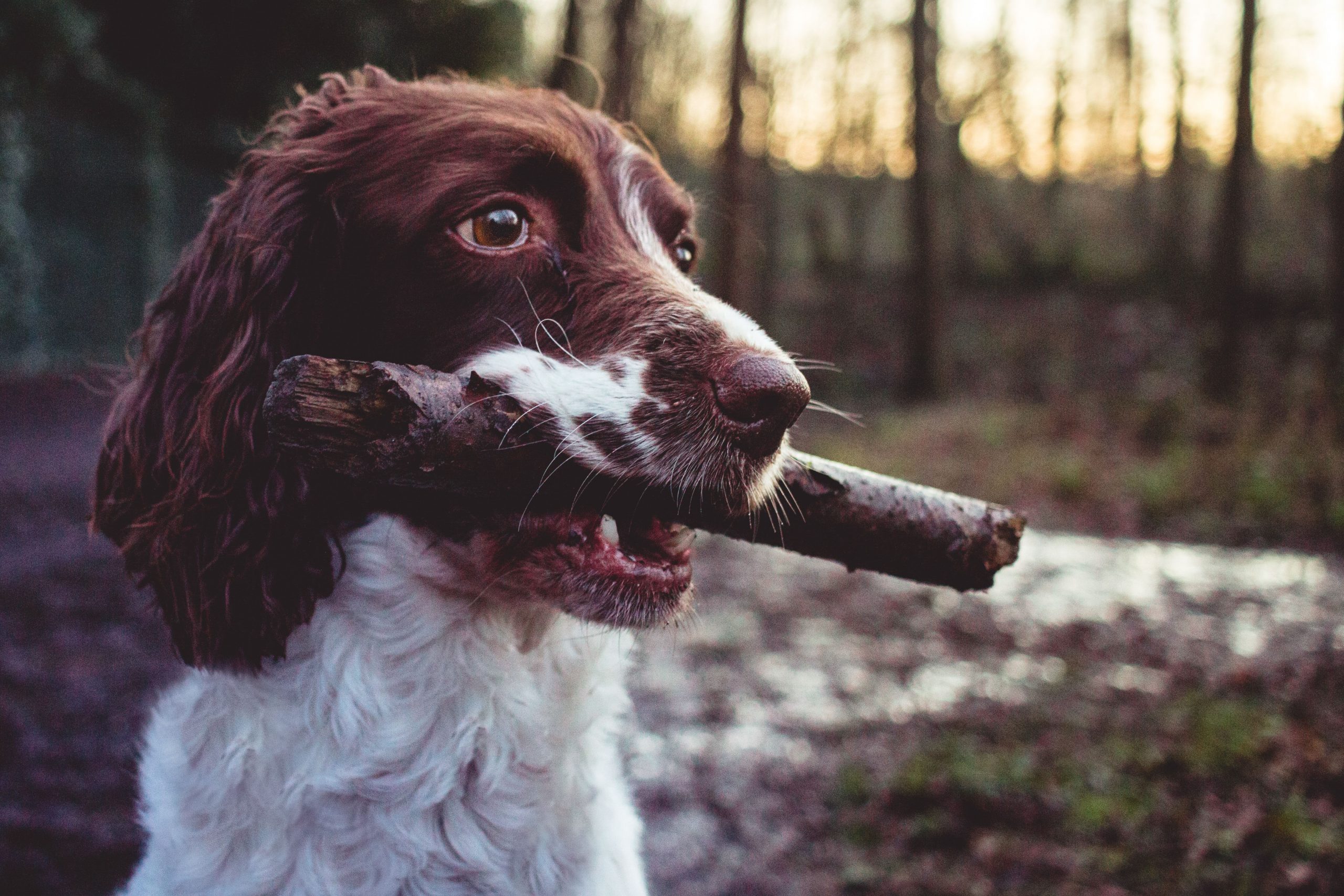 Pet Photography Reigate